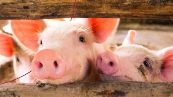 La revolución natural para la salud y el bienestar animal