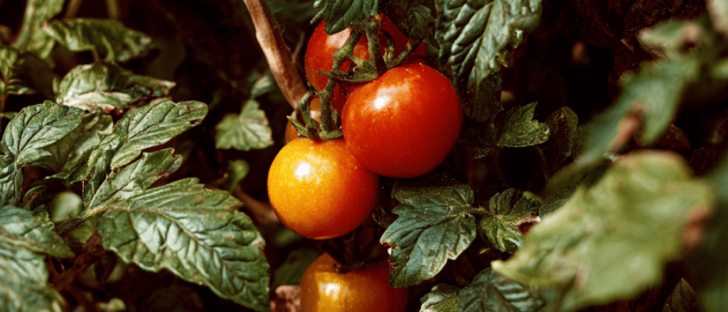 Hoja de tomate