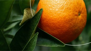 ¿Por qué elegir confianza cuando buscas un proveedor de ingredientes para productos nutracéuticos?